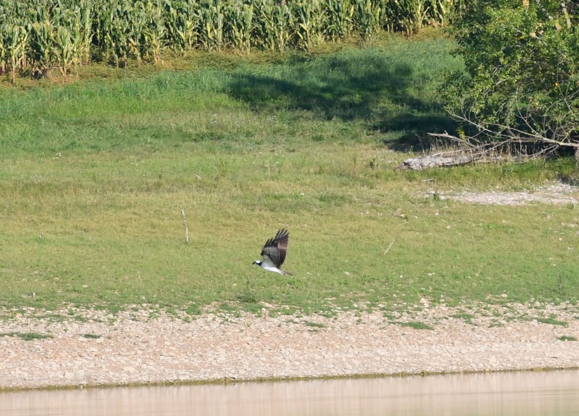 Balbuzard Pêcheur Image